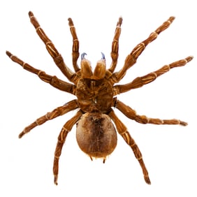 GIANT BIRD EATER TARANTULA