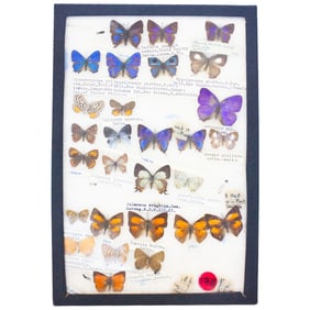 COLLECTION CASE LOT 1