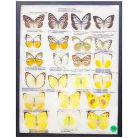 COLLECTION CASE LOT 2