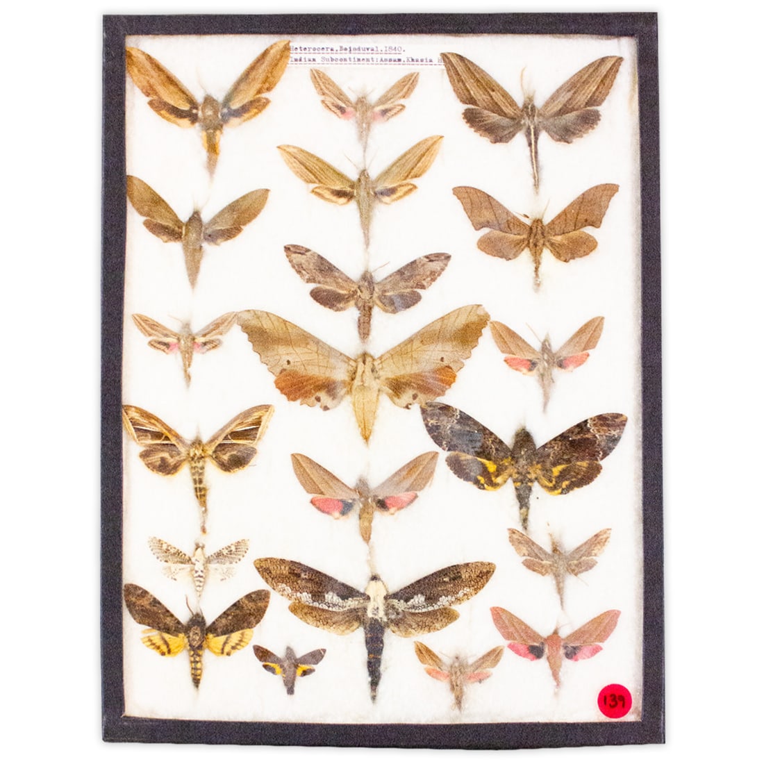 COLLECTION CASE LOT 3 (1 of 1)