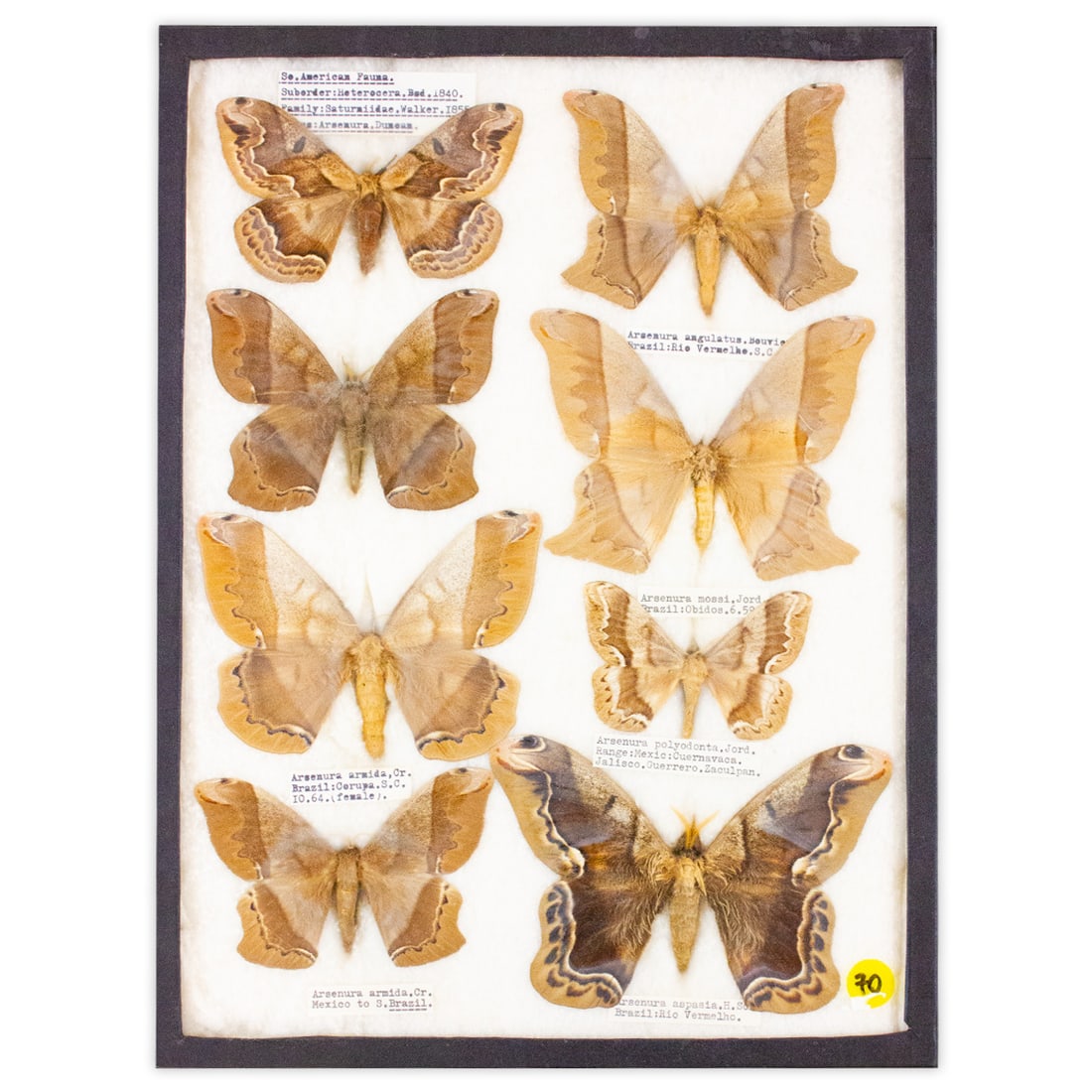 COLLECTION CASE LOT 4 (1 of 1)