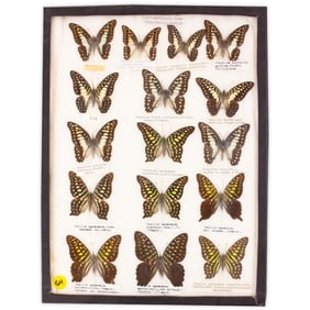 COLLECTION CASE LOT 5