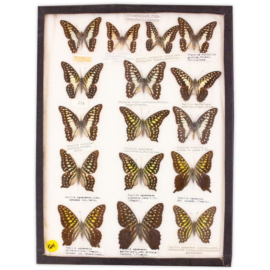 COLLECTION CASE LOT 5 (1 of 1)