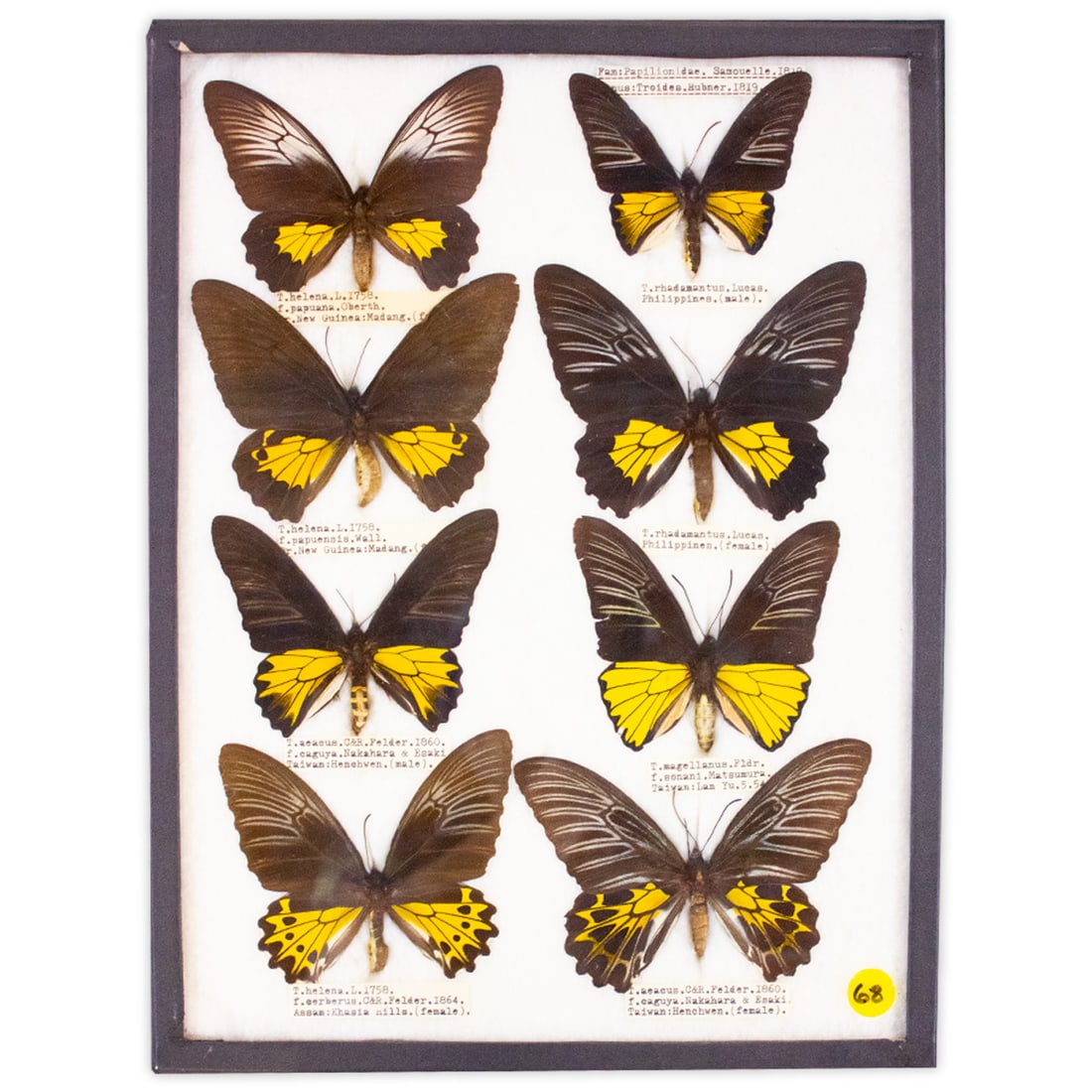 COLLECTION CASE LOT 6 (1 of 1)