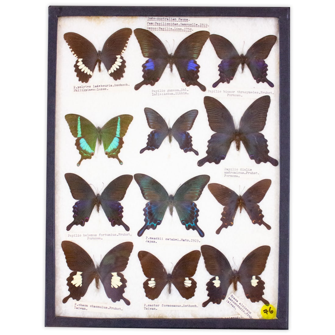 COLLECTION CASE LOT 7 (1 of 1)