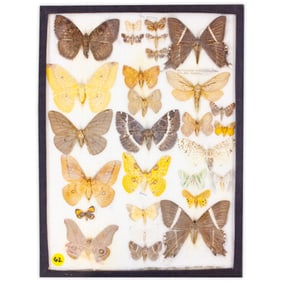 COLLECTION CASE LOT 8