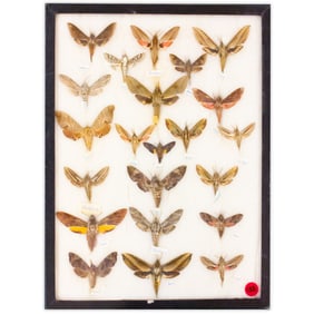 COLLECTION CASE LOT 9