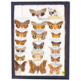 COLLECTION CASE LOT 10