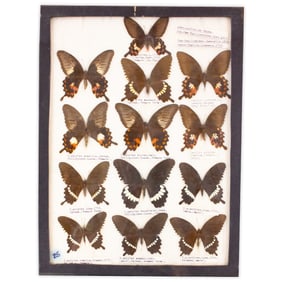 COLLECTION CASE LOT 11