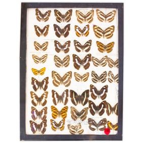 COLLECTION CASE LOT 12