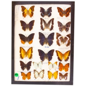 COLLECTION CASE LOT 13