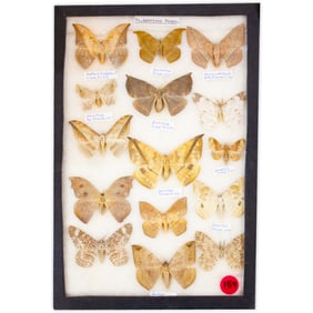 COLLECTION CASE LOT 14