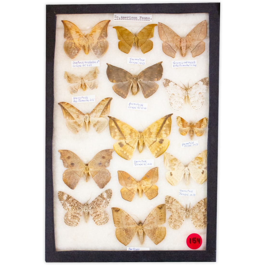 COLLECTION CASE LOT 14 (1 of 1)