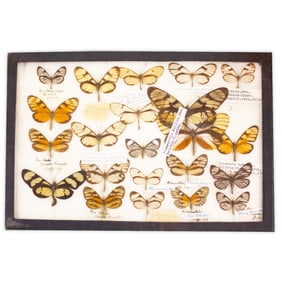 COLLECTION CASE LOT 16