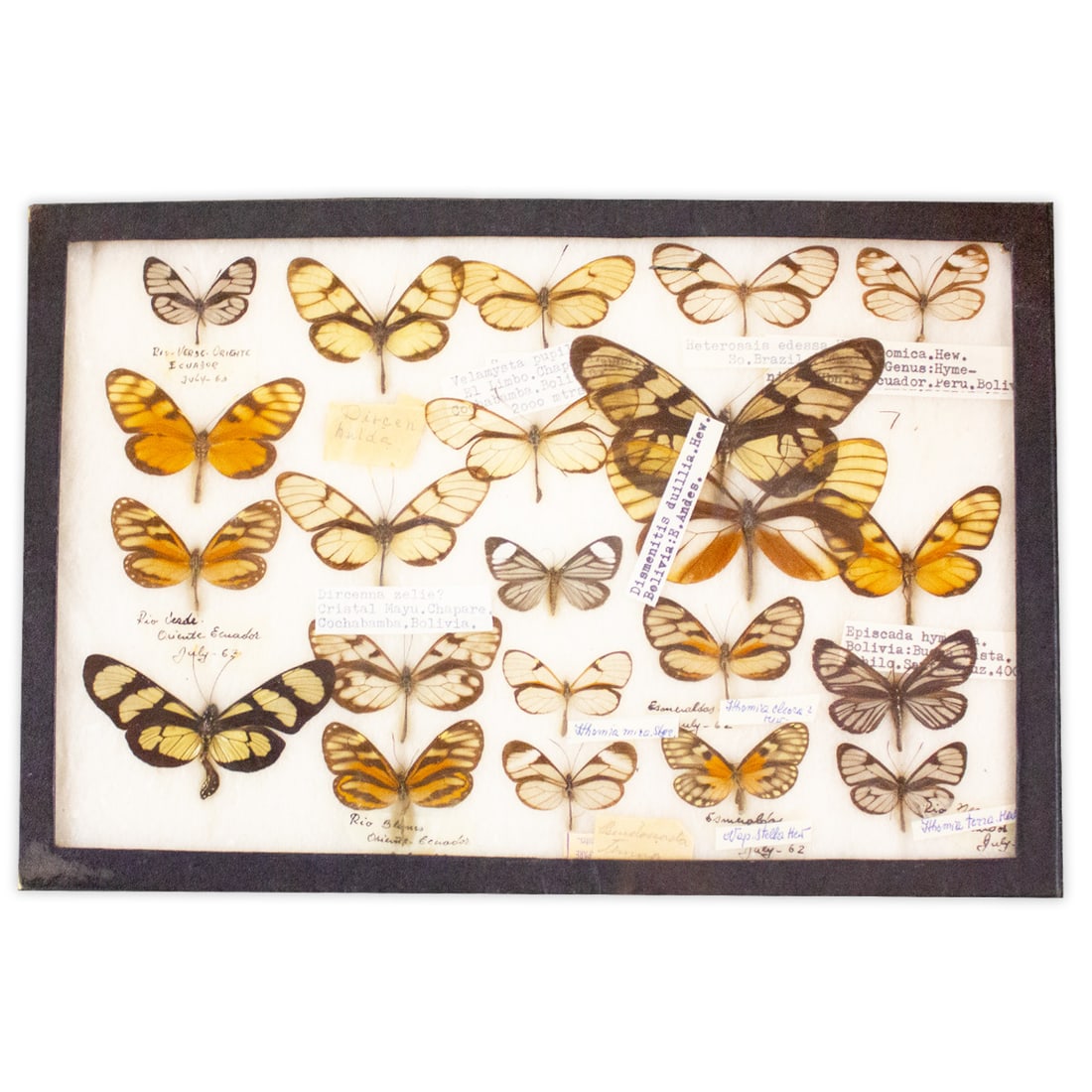 COLLECTION CASE LOT 16 (1 of 1)