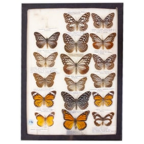 COLLECTION CASE LOT 17