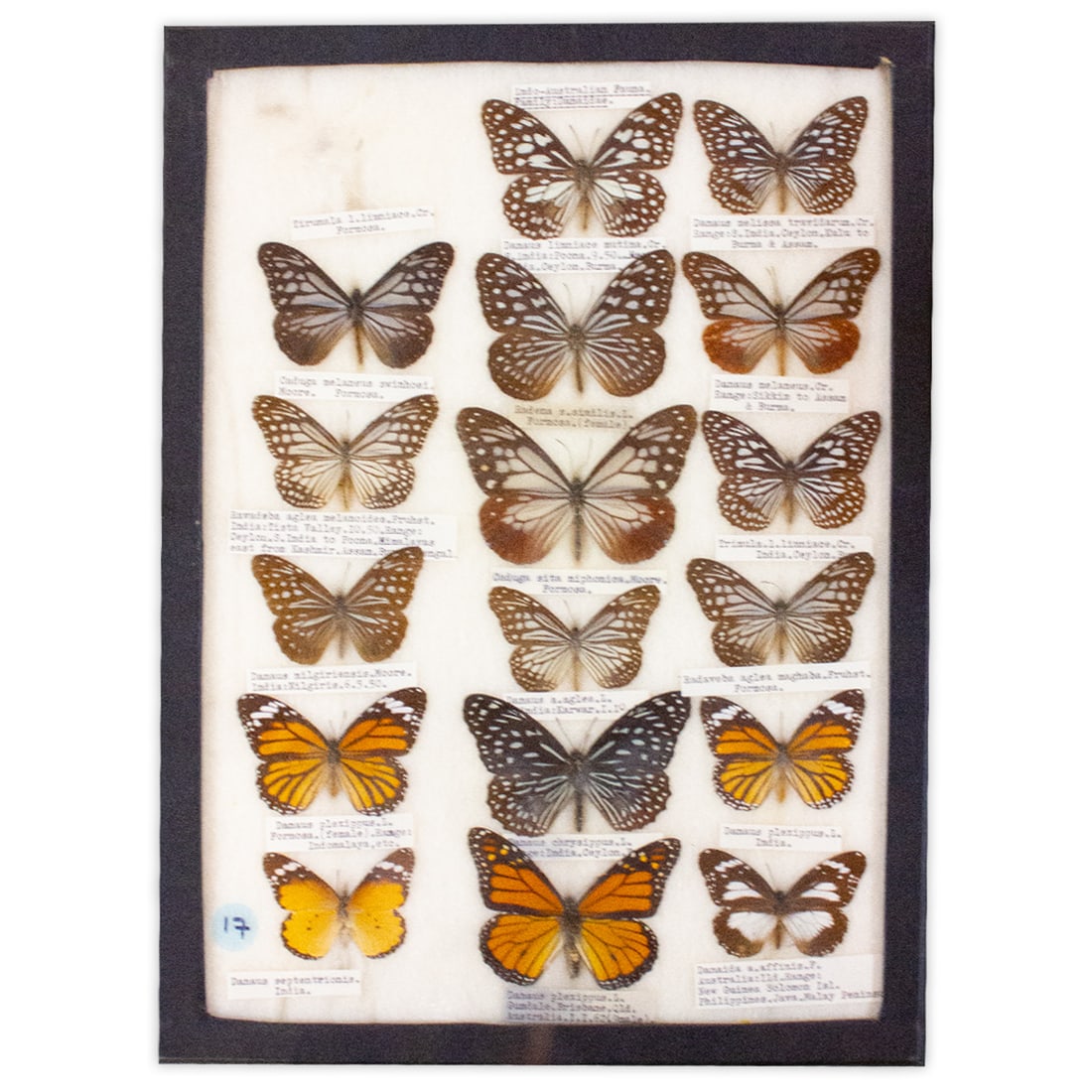 COLLECTION CASE LOT 17 (1 of 1)