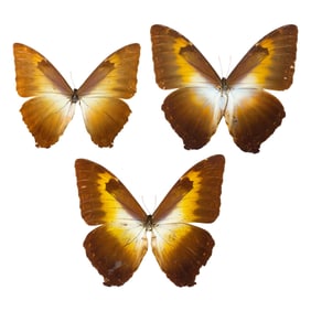 Morpho telemachus Trio