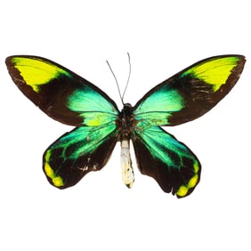 Ornithoptera victoriae rubianus
