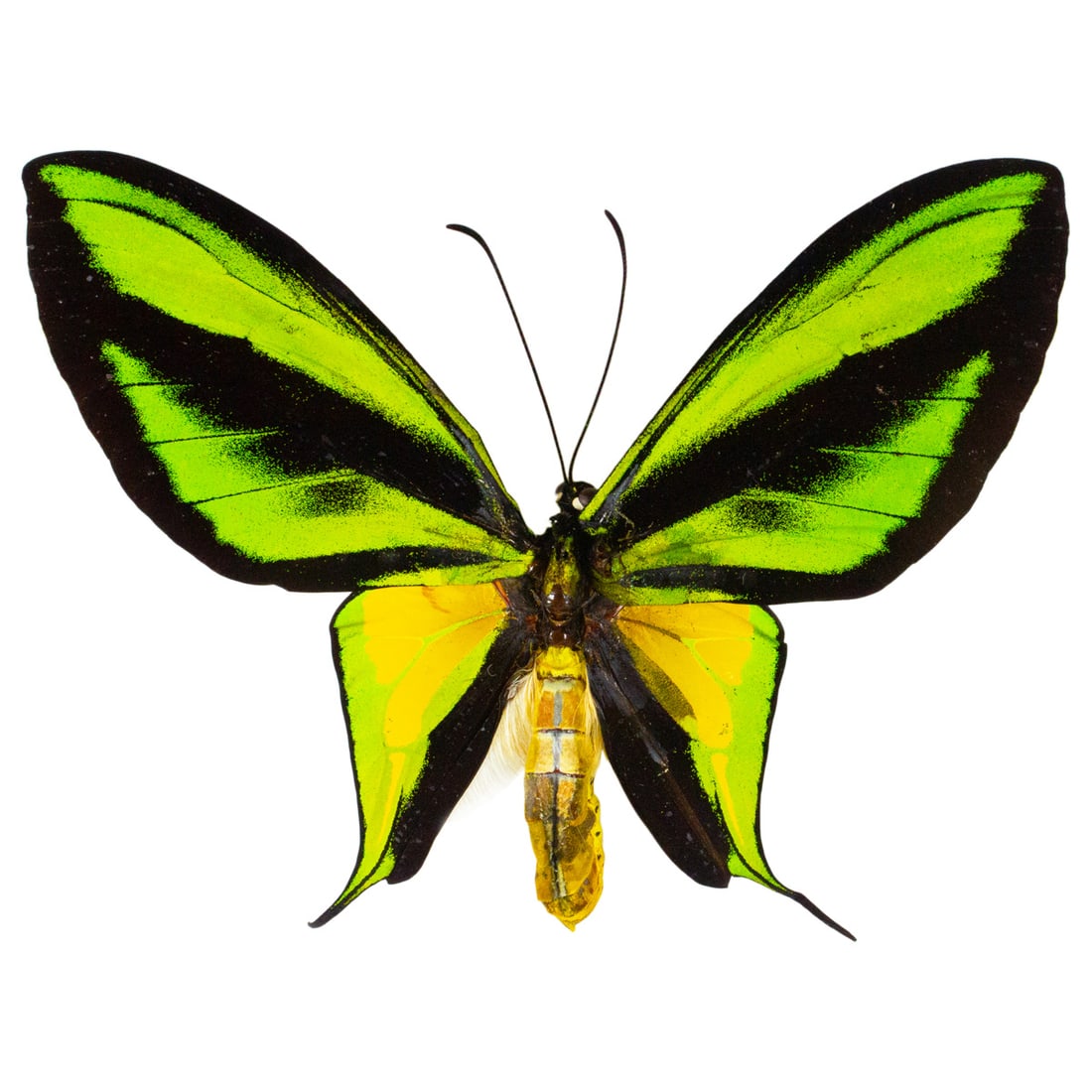 Ornithoptera paradisea (1 of 1)