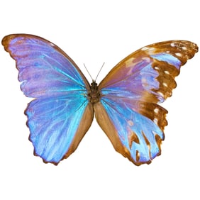 Morpho didius (Gynandromorph)