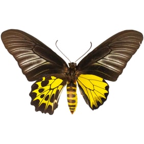 Troides papuensis(Gynandromorph)