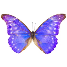 Morpho diana augustinae