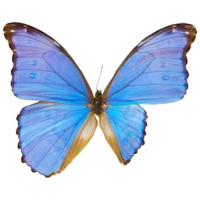 Morpho didius (AB)
