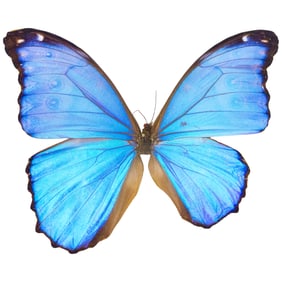 Morpho didius (AB)