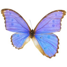 Morpho didius (AB)