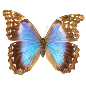 Morpho didius FEMALE (AB)