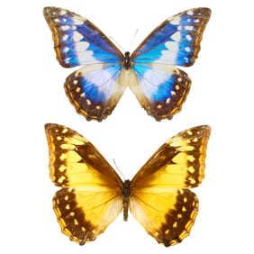 Morpho cypris cyanites (BLUE FORM) PAIR