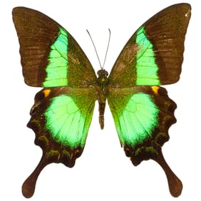 Papilio buddha