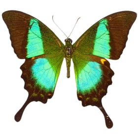 Papilio buddha