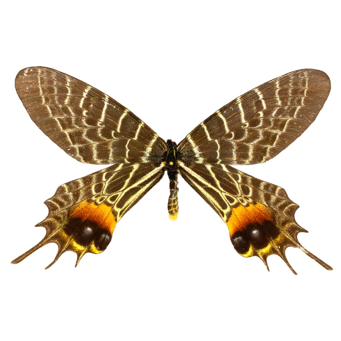 Bhutanitis lidderdalii (1 of 1)