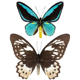 Ornithoptera aesacus PAIR