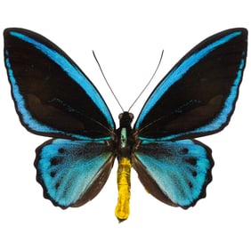 Ornithoptera urvillanus calestis