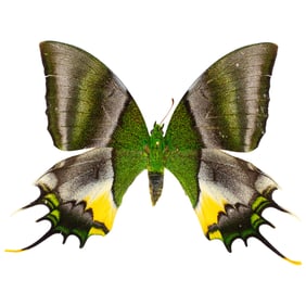 Teinopalpus imperialis FEMALE