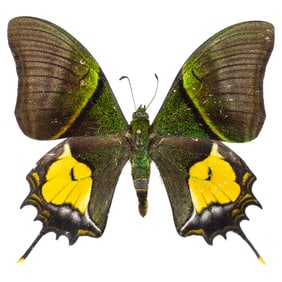 Teinopalpus imperialis