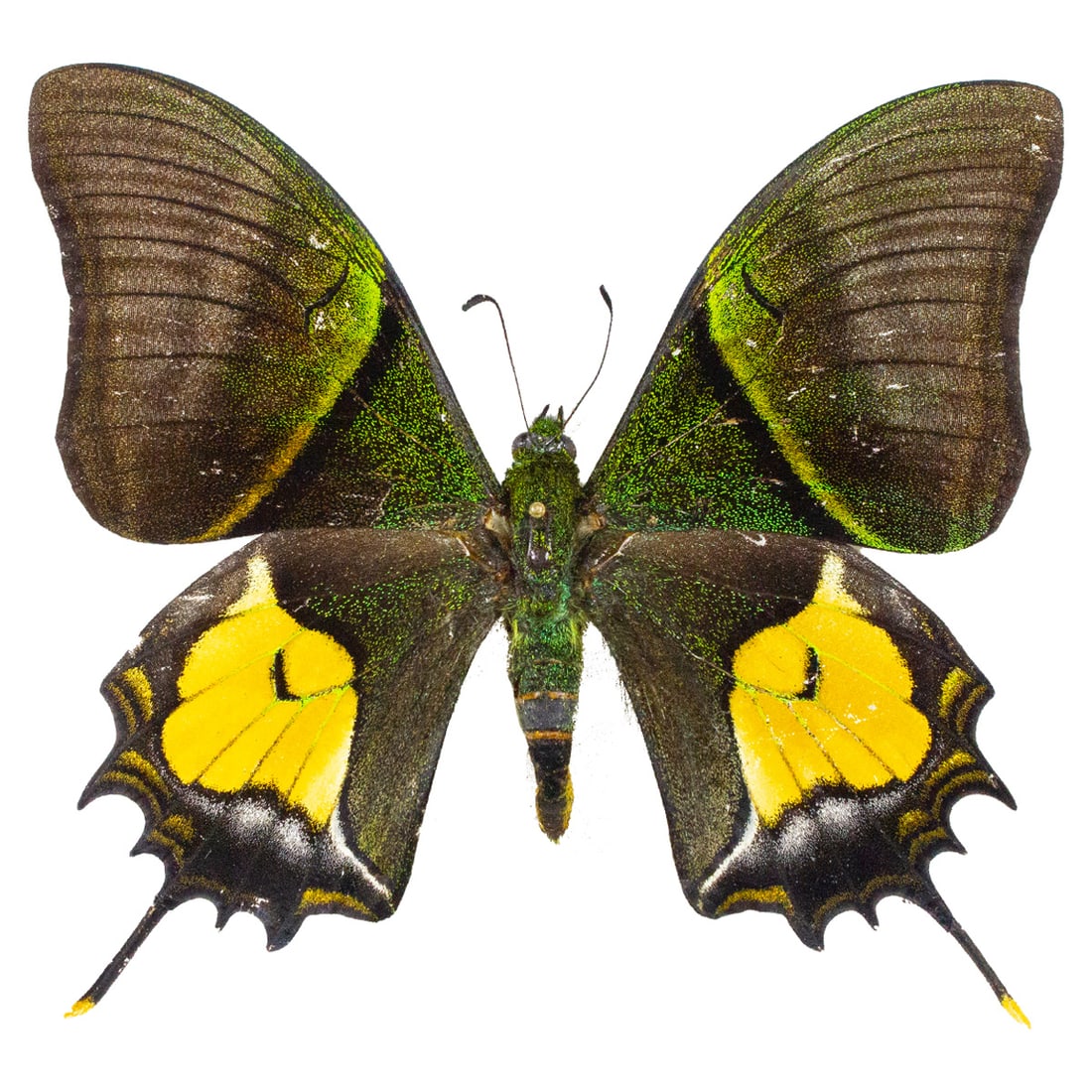 Teinopalpus imperialis (1 of 1)