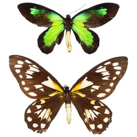 Ornithoptera victoriae rubianus PAIR