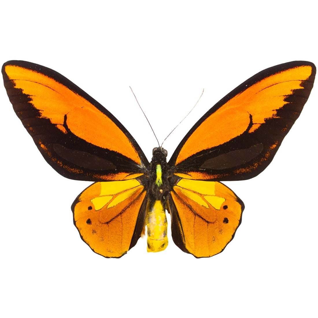 Ornithoptera croesus: This famous BIG orange birdwing with yellow golden hindwing patches on its hindwing that match its abdomen. Their forewings are split with a deep black patch atop its orange wings. This is a wonderful