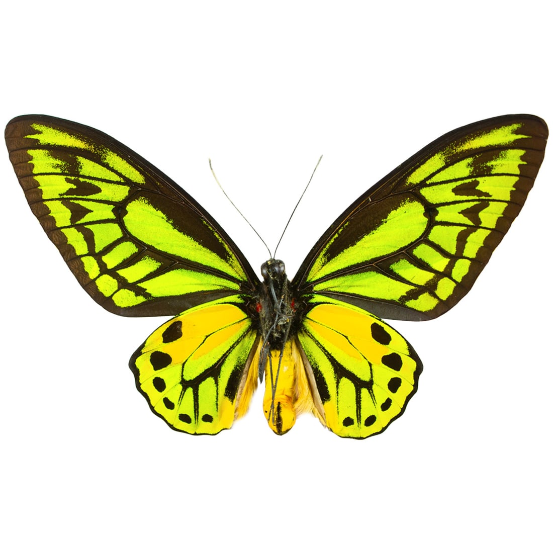 Ornithoptera croesus - 2