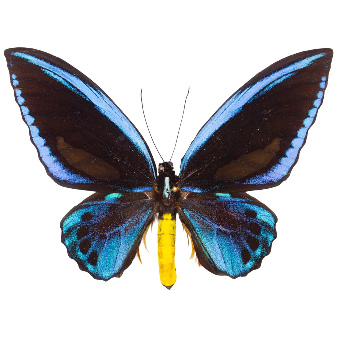 Ornithoptera urvillanus: The Empire Blue Birdwing is a beautiful blue and velvet black patched birdwing butterfly from the Solomon Islands. Their wingspans spread up to 5 inches in length! A rare find! These are not often on