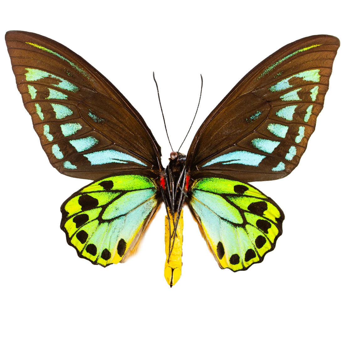 Ornithoptera urvillanus - 2
