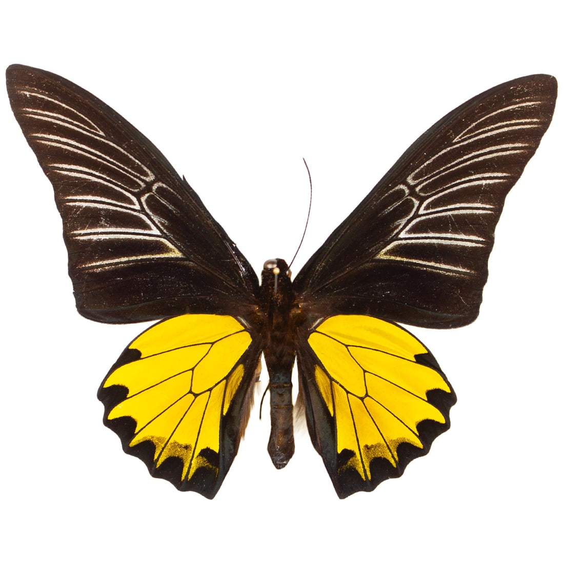 Troides prattorum: The Buru Opalescent Birdiwng is a striking butterfly from Buru, Indonesia. Their most beautiful feature is in their hindwings, at a certain angle they have a iridescent bright purple sheen when a