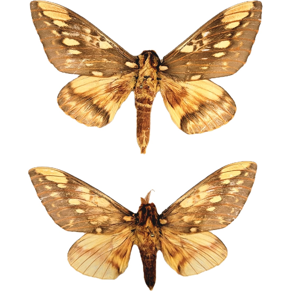 Citheronia brissotii meridionalis PAIR: A washed-out autumn colored Regal moth duo ! Light scuffs on some areas on its wings, but an overal lovely set! From the TBC House Collection! Dimensions: 8.9cm, 9.0cm