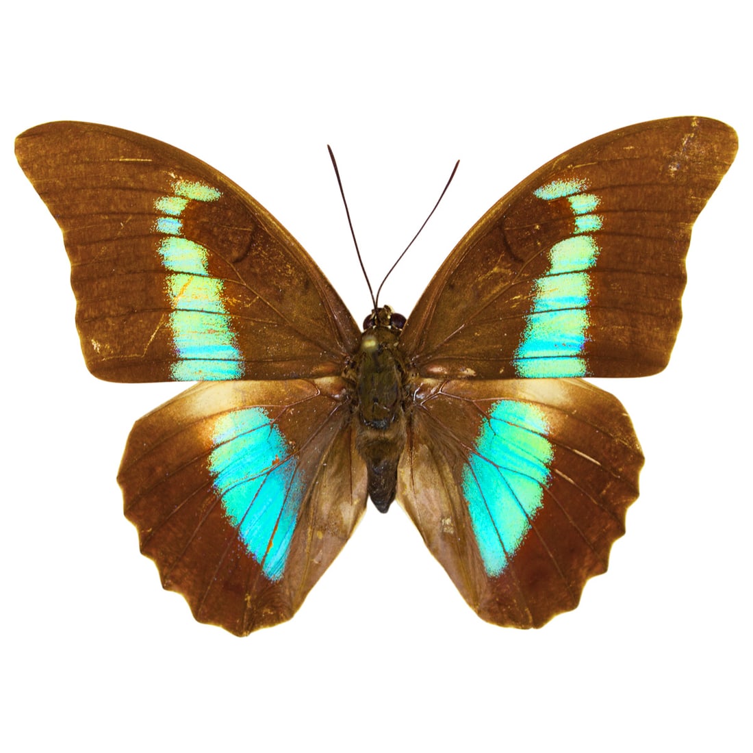 Prepona neoterpe photidia: A Prepona species often sought after by collectors for their magnificent electric blue's and luminous shine on them! This is a subspecies and a great find! You will receive this exact specimen spread