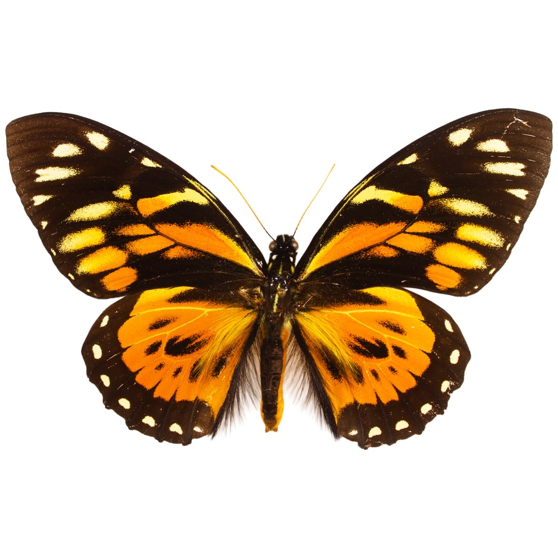Papilio zagreus: Zagreus is an example of Batesian mimicry amongst many Heliconius species, P. zagreus is a swallowtail and from South America. They're known for their beautiful orange colored wings mixed with black