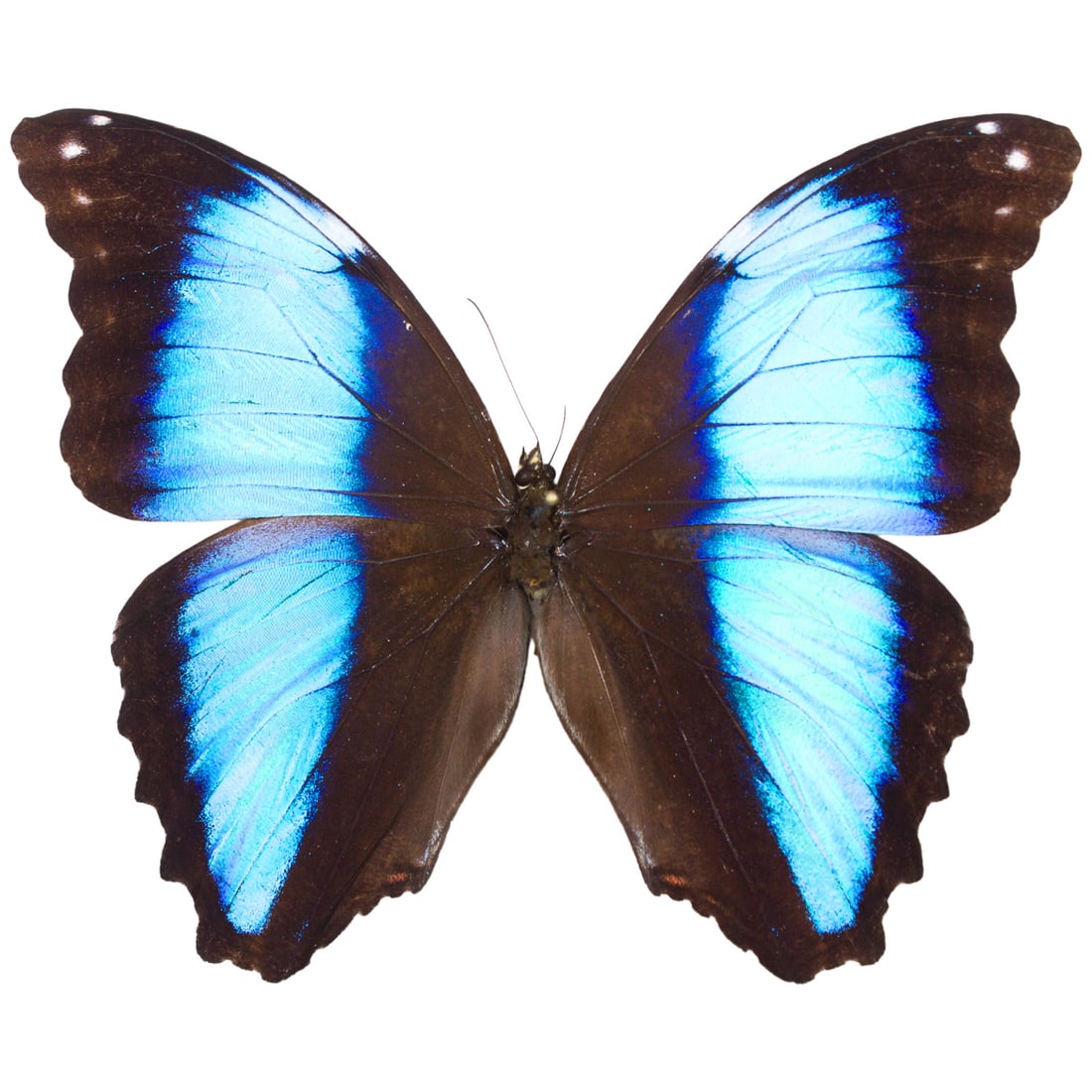 Morpho deidamia LRG: A large SPREAD Morpho deidamia from Peru! Their wings are a beautiful light blue, that fades into a thin darker blue and predominantly black towards the center of the wing. This example is unusually l